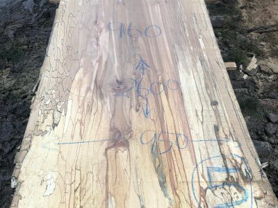 127 - spalted beech live edge slab