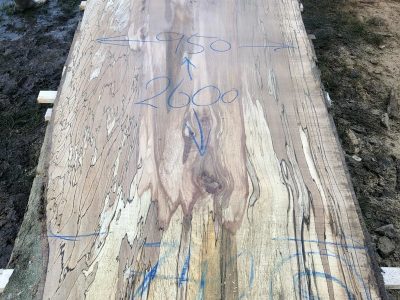 129 - spalted beech live edge slab