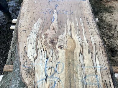 130 - spalted beech live edge slab